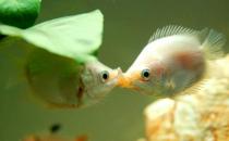 接吻魚怎么樣？接吻魚是什么？