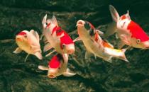 錦鯉魚的風水學應用有哪些？