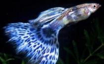 孔雀魚的風水學應用-孔雀魚的魚缸擺放位置