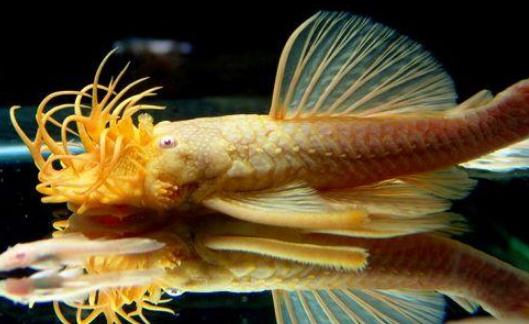 清道夫的風水學應用有哪些？