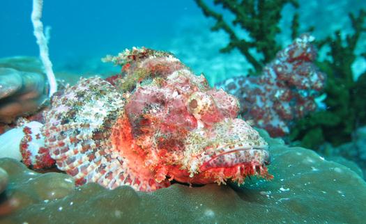 石頭魚的魚缸擺放位置-石頭魚的風水學應用