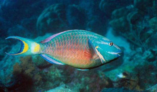 鸚哥魚的風水學應用-鸚哥魚魚缸怎么擺放？