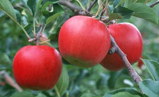 熬夜吃什么養顏？養顏水果大搜羅