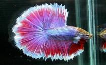 泰國斗魚的價格-泰國斗魚怎么養？