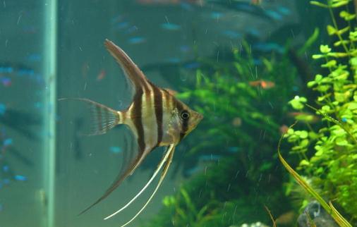 玻璃神仙魚的簡介-玻璃神仙魚的品種區(qū)分