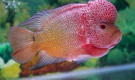 彩鯛的簡介-彩鯛怎么養？