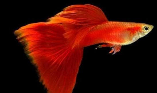 草尾孔雀魚怎么養？草尾孔雀魚的成長繁殖