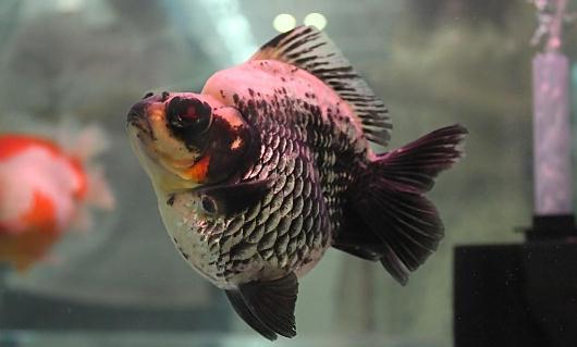 短尾琉金魚的簡介-短尾琉金魚怎么鑒賞？