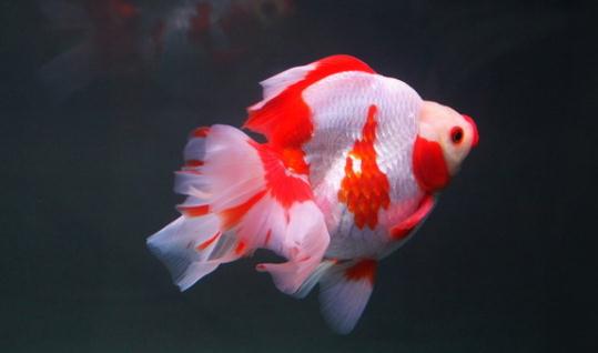 短尾琉金魚怎么養？短尾琉金魚的品種有哪些？