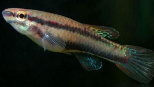 二線琴尾鳉的簡介-二線琴尾鳉的特征