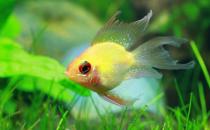 寶蓮燈魚是怎樣的？寶蓮燈魚怎么養(yǎng)？