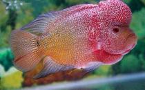 彩鯛的簡介-彩鯛怎么養(yǎng)？