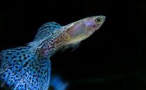 孔雀魚的飼養環境-孔雀魚如何飼養？