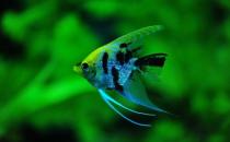 大神仙魚的飼養環境-大神仙魚如何繁殖？