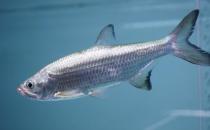 大眼燈鳉的簡介-大眼燈鳉怎么養？