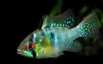 短鯛荷蘭鳳凰怎么養？短鯛荷蘭鳳凰飼養環境