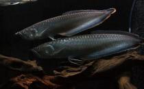 黑帶的簡介-黑帶怎么養(yǎng)？