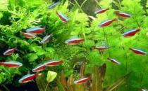 紅綠燈魚的飼養環境-紅綠燈魚怎么養？