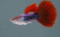 紅尾禮服孔雀魚(yú)的簡(jiǎn)介-紅尾禮服孔雀魚(yú)的壽命