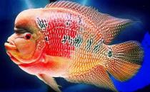 花角羅漢魚(yú)的簡(jiǎn)介-花角羅漢魚(yú)的價(jià)格