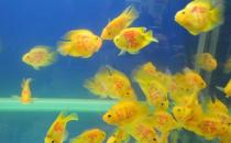 黃金燈魚的簡介-飼養(yǎng)黃金燈魚的環(huán)境