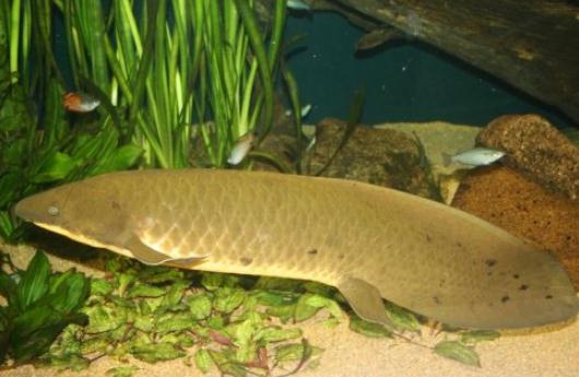 澳洲肺魚的簡介-澳洲肺魚的特征