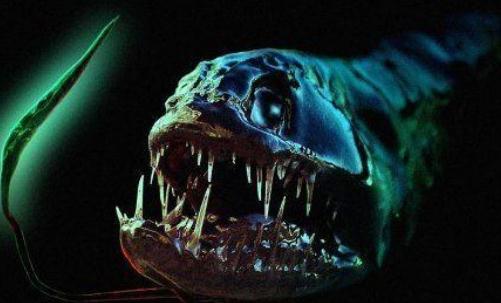 深海龍魚怎么養？深海龍魚的特征