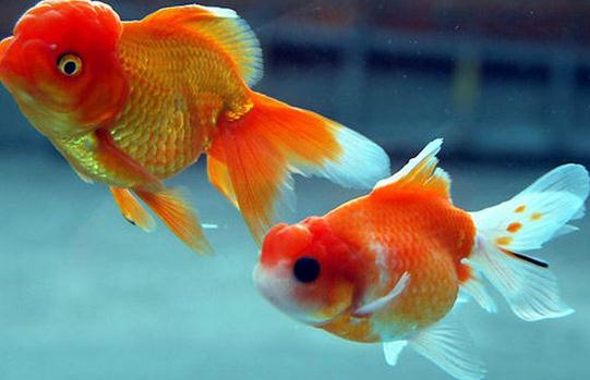 水泡金魚怎么養(yǎng)？水泡金魚的飼養(yǎng)方法