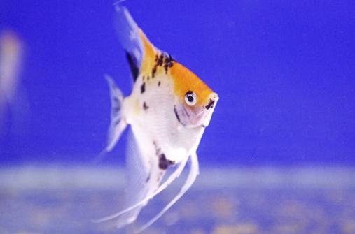 天使魚怎么養？天使魚有什么品種？