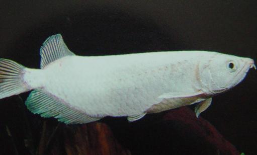 星點(diǎn)龍魚吃什么？星點(diǎn)龍魚怎么養(yǎng)？