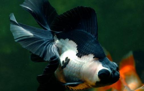 熊貓蝶尾金魚的簡介-熊貓蝶尾金魚飼養(yǎng)環(huán)境