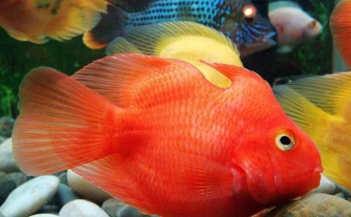 血鸚鵡魚怎么養？血鸚鵡魚的養殖環境