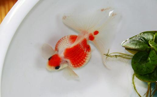 珍珠金魚怎么養(yǎng)？珍珠金魚喂食方法