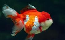 獅子頭金魚是什么？獅子頭金魚如何挑選？