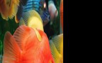 血鸚鵡魚怎么養(yǎng)？血鸚鵡魚的養(yǎng)殖環(huán)境