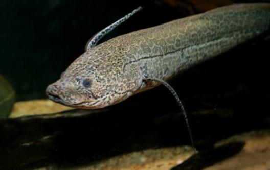 非洲肺魚(yú)的簡(jiǎn)介-非洲肺魚(yú)的特征