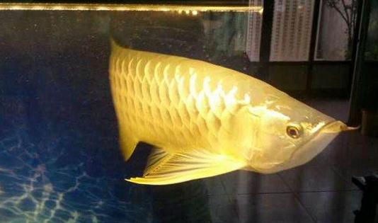 高背寶石龍魚怎么養？高背寶石龍魚魚缸擺放位置