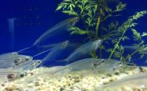 玻璃貓魚怎么養？玻璃貓魚的飼養環境