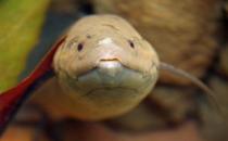 非洲肺魚怎么養？非洲肺魚的生存環境