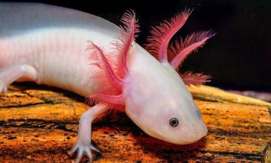 六角恐龍魚吃什么?六角恐龍魚怎么養?