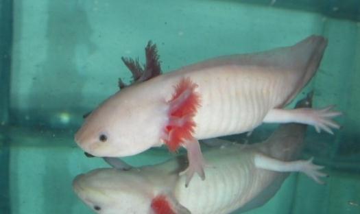 六角龍魚吃什么?六角龍魚怎么養?