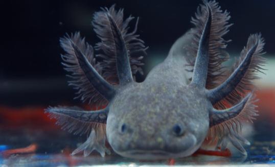 六角龍魚的魚缸怎么布置？六角龍魚的簡介