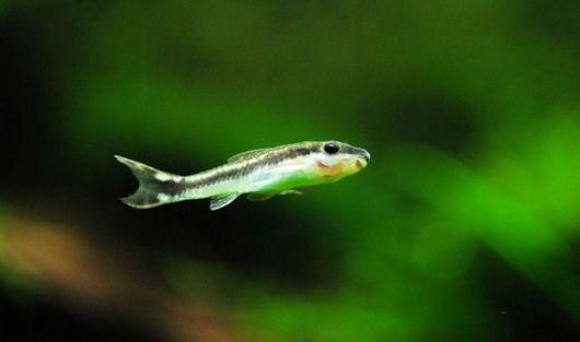 小精靈魚怎么養?小精靈魚的飼養方式