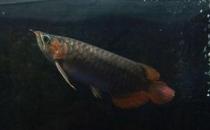 尖嘴青龍魚的品相標準-尖嘴青龍魚怎么養？