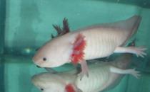 六角龍魚吃什么？六角龍魚怎么養？