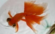 龍睛金魚的挑選標(biāo)準(zhǔn)-龍睛金魚的簡介