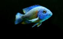 小精靈魚的簡(jiǎn)介-小精靈魚的體型特征