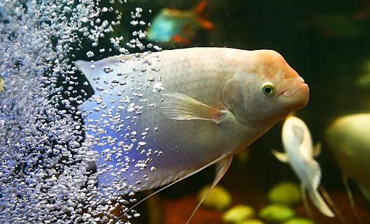 招財魚怎么養？招財魚的養殖環境