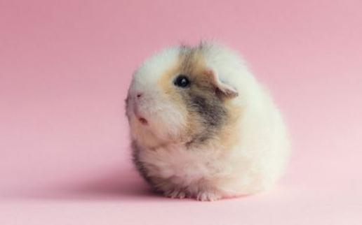 白色黑眼天竺鼠的簡介-白色黑眼天竺鼠特點
