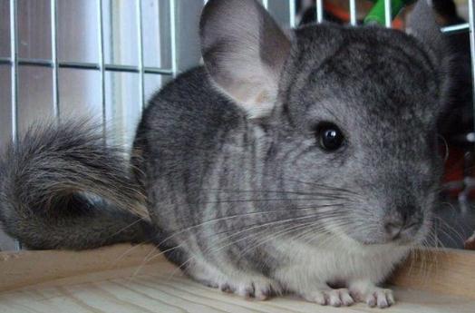 標(biāo)準(zhǔn)灰龍貓的飼養(yǎng)環(huán)境有什么要求？